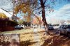 Cedar in the Fall.jpg